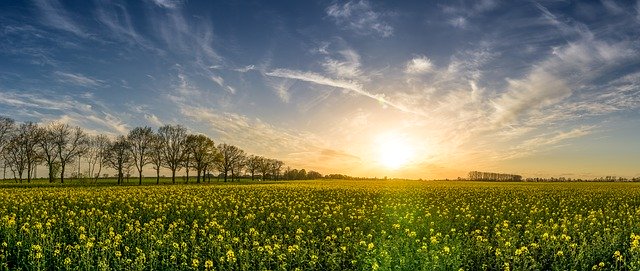 Regulatory wzrostu dla zbóż jarych - skuteczna ochrona i wzrost plonów